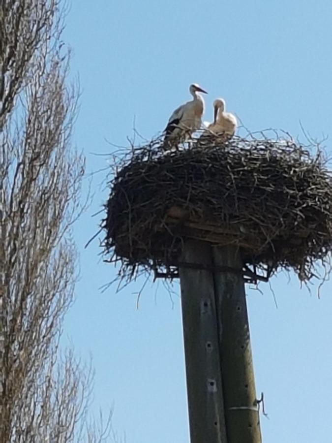 Ferienwohnung Storchenhof Niepars Bagian luar foto